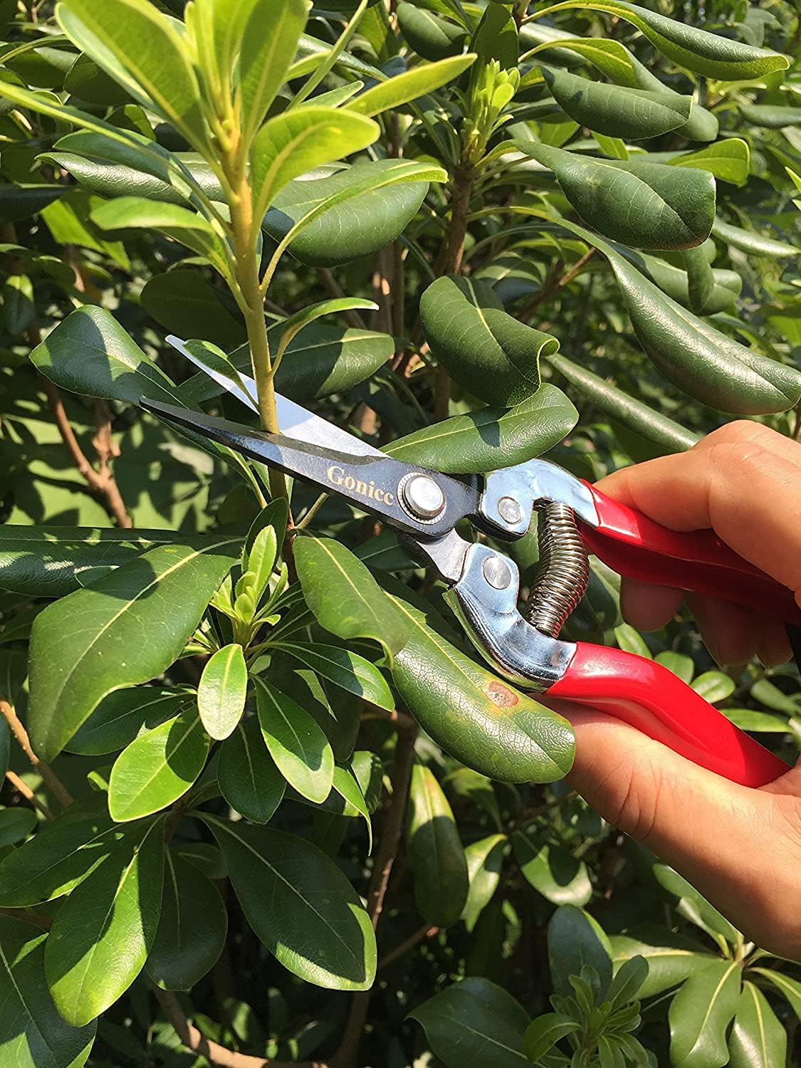 8" Professional Sharp Bypass Pruning Shears (GPPS-1002)