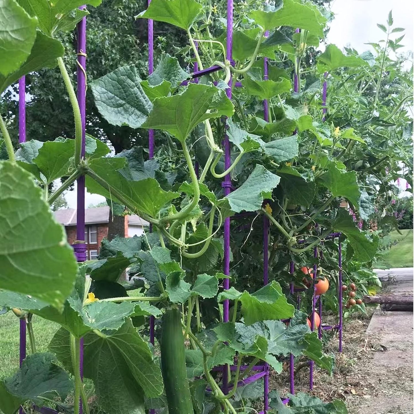 Large Tomato Cage 6 Pack Upto 73 inch Tall Tomato Trellis Garden Stakes Plant Support,Purple(5ft Stake add 18 inch Adjustable Stakes)