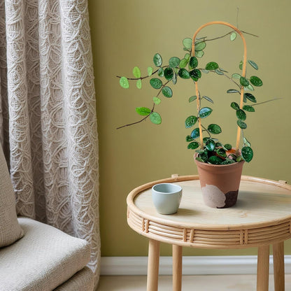 Plant Trellis Indoor, 3 Pack Bamboo Trellises, 16in Fan-Shaped Trellis for Potted Plants Climbing Plants Hoya Vine Ivy