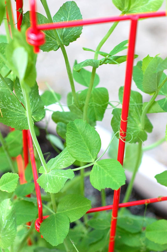 Sturdy Expandable Tall Pea Trellis for Climbing Plants | Multi-Use Heavy Duty Outdoor Garden Peas, Tomato, Cucumber Steel Plant Support | 9'-8" L x 37" H - Green