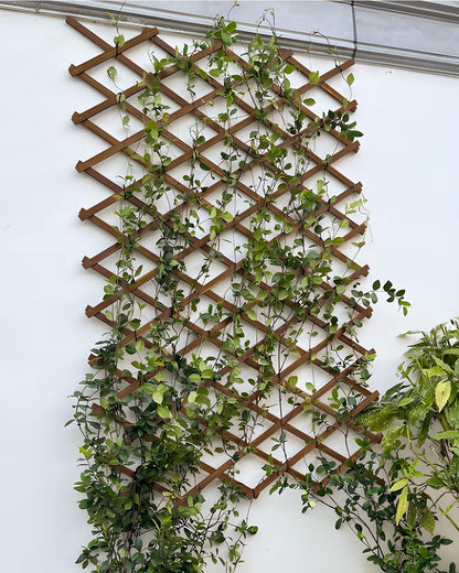 2Pack Expandable Wooden Lattice Wall,Plant Garden Trellis for Climbing Plants Outdoor, Plant Vertical Rack Wall Decor Indoor