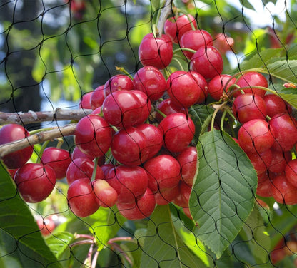 Bird Netting, 13 x 33 Ft Heavy Duty Fruit Tree Netting for Garden