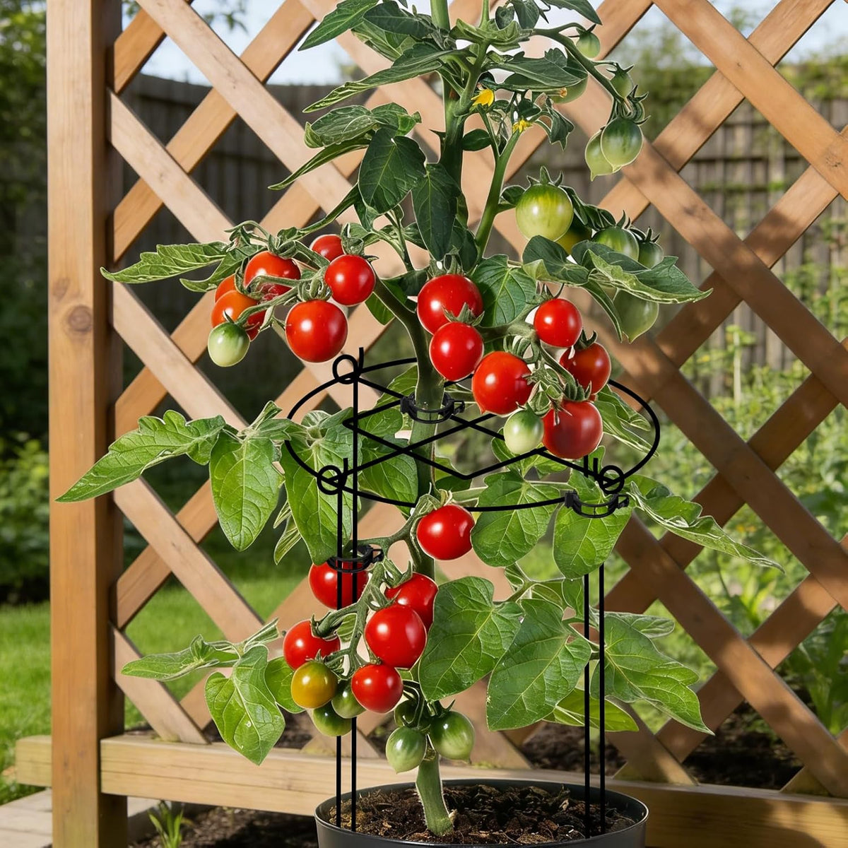 4 Pack Peony Cages and Supports, 11.5" x16" Heavy Duty Metal Plant Support