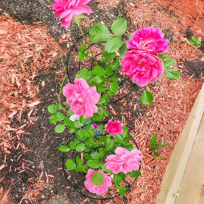 4PCS 11.8" D x 19.7" H Peony Cages and Supports, Peony Cage, Peony Support, Heavy Duty Metal Plant Supports for Outdoor Plants for Peony, Hydrangea, Rose and Other Tall Flowering Plants