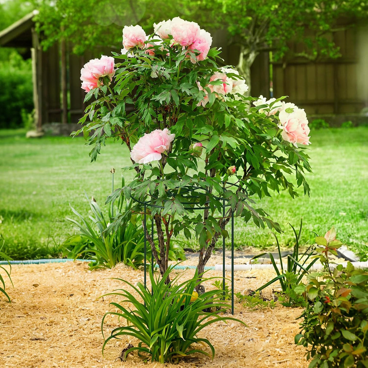 4PCS 11.8" D x 19.7" H Peony Cages and Supports, Peony Cage, Peony Support, Heavy Duty Metal Plant Supports for Outdoor Plants for Peony, Hydrangea, Rose and Other Tall Flowering Plants