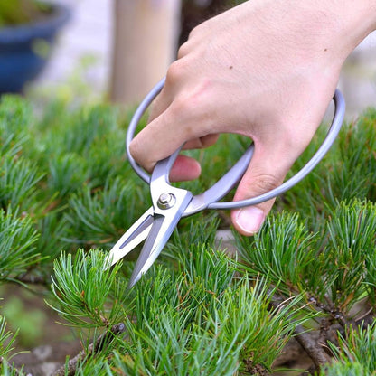 Bonsai Scissors Made in Japan 7", Japanese Stainless Steel Blade, Okubo Shears for Bonsai and Garden Use