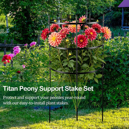 2 Set Titan Peony Plant Support Stakes Black Metal Peonies Cages 17.7" D x 35.4" H Tomato Cages Rings Sturdy Garden Plants Support Trellis for Climbing Plants