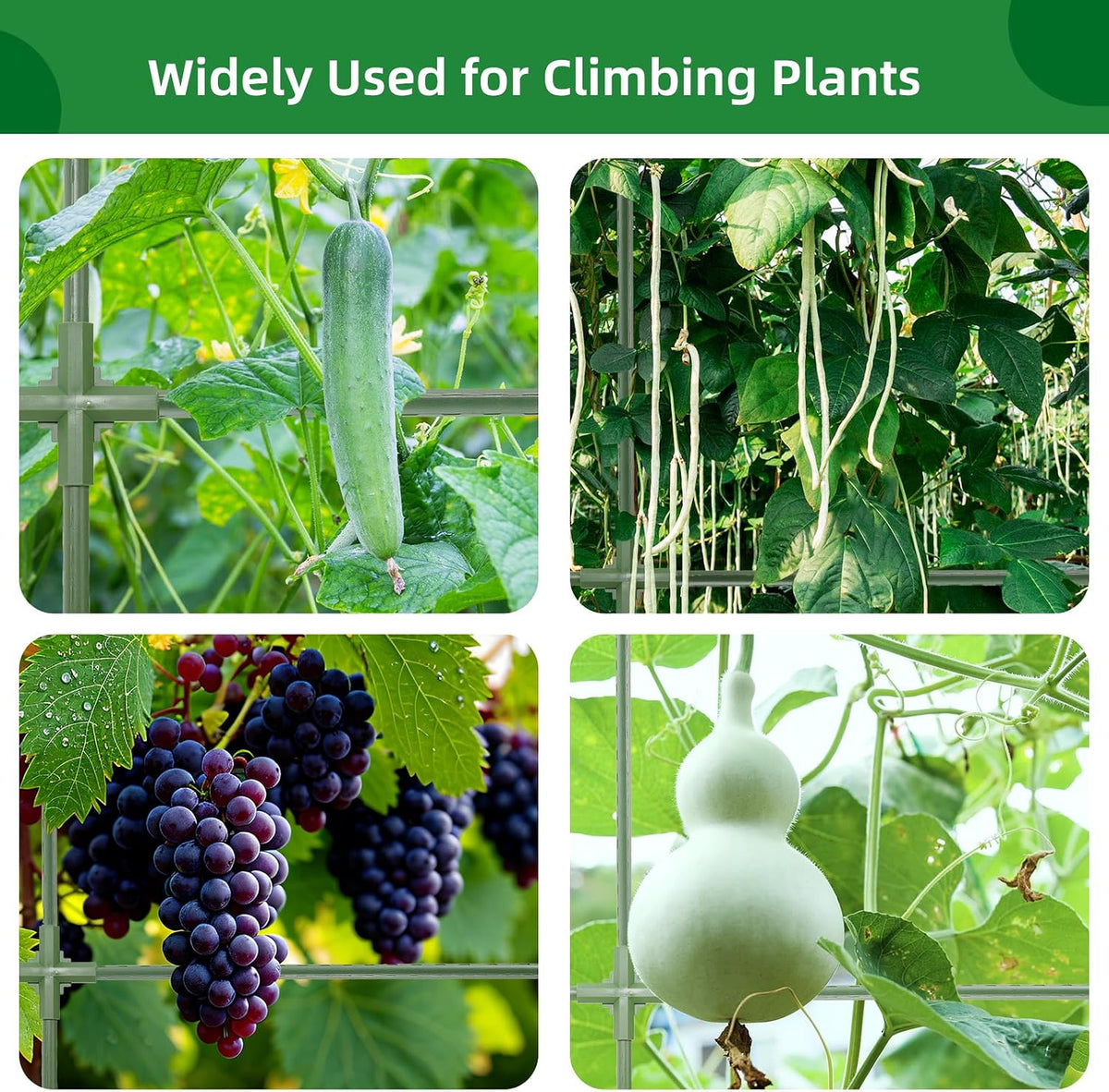 65"×50" Cucumber Trellis for Raised Bed,Tall Metal Arch Garden Trellis for Climbing Plants Outdoor,Vegetables,Plant Support Peas,Fruit,Flower,Grape,Tomato, Bean