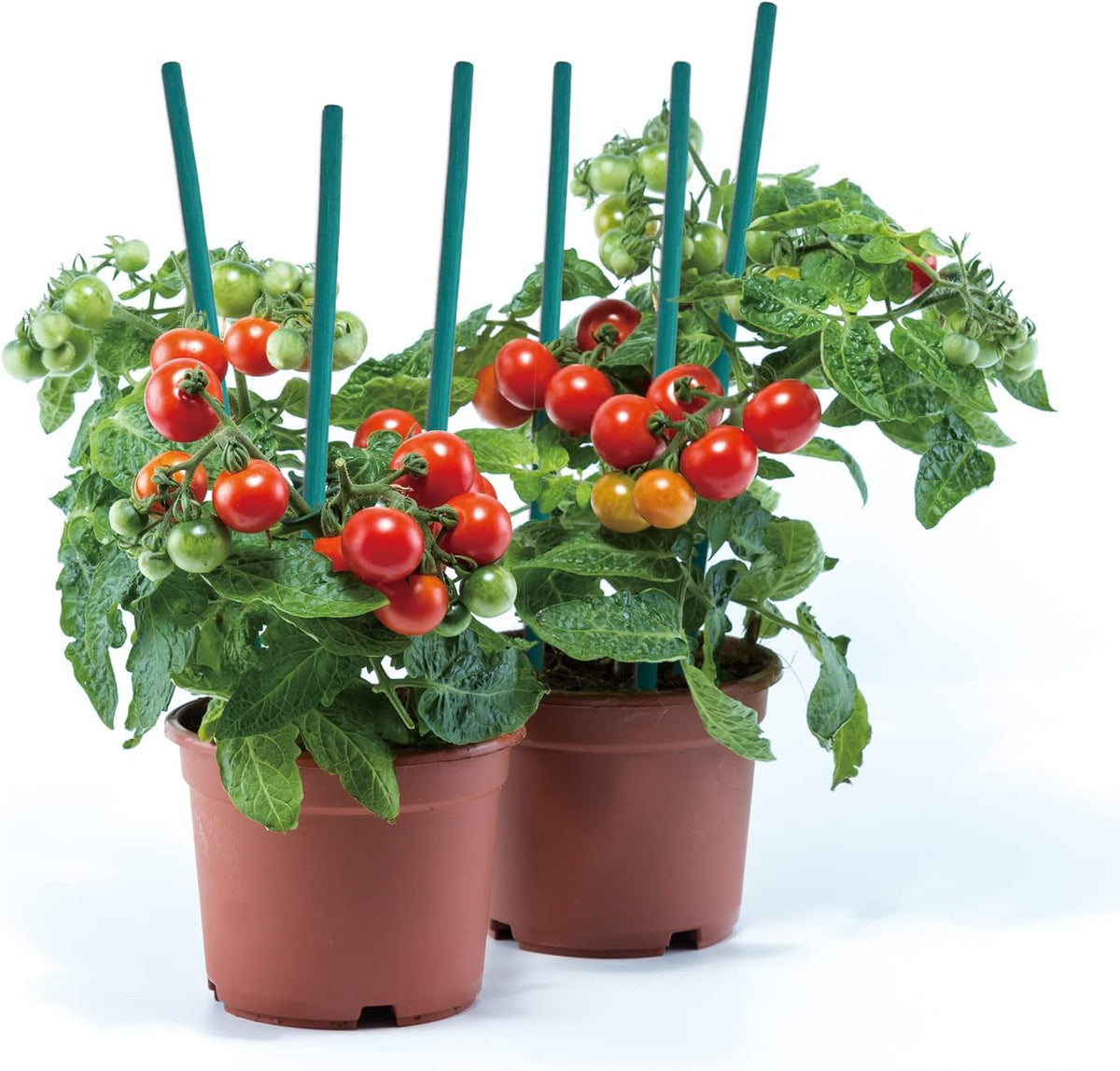 GAGINANG Green Bamboo Plant Stakes, 50 Pcs 18 Inches Floral Support Sticks