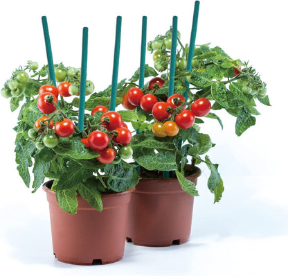 GAGINANG Green Bamboo Plant Stakes, 50 Pcs 18 Inches Floral Support Sticks