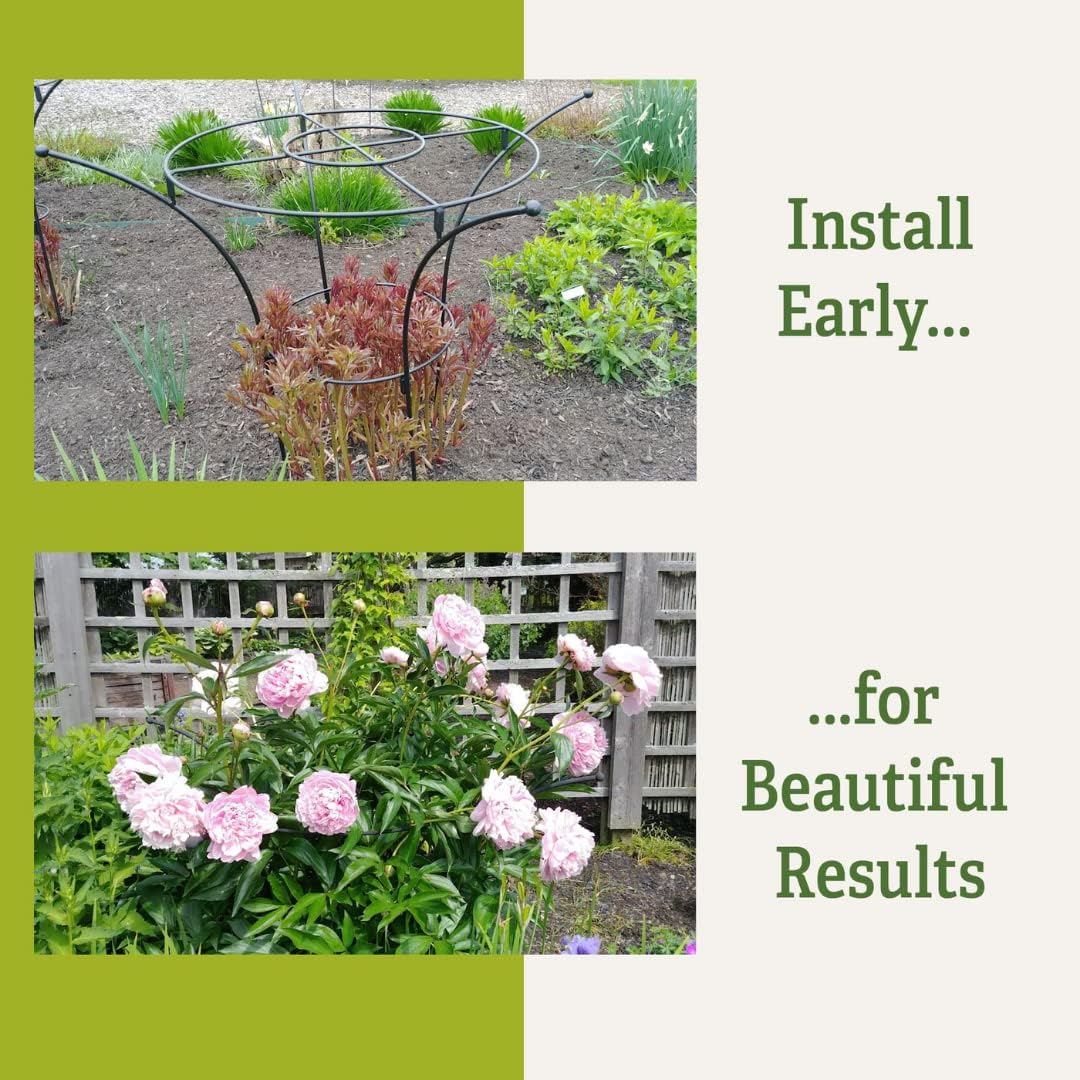 Essex Plant Support Frame for Peonies, Rose, Ornamental Flower Garden Cage - Wide Top Rings Natural Bouquet Shape - 38" H x 23" D