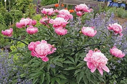 Essex Plant Support Frame for Peonies, Rose, Ornamental Flower Garden Cage - Wide Top Rings Natural Bouquet Shape - 38" H x 23" D