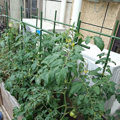 4Feet 48inch Garden Stakes Sturdy Plant Sticks Support Tomato Stakes for Vegetable,Pack of 20
