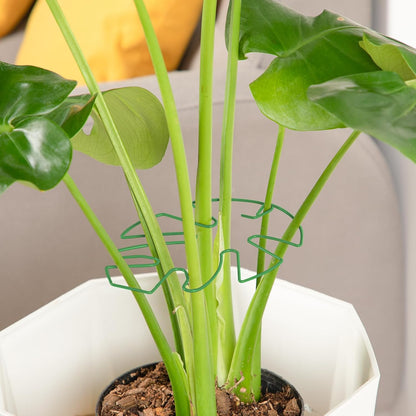 4PCS Green Iron Monstera Support, Uniquely Designed Plant Support Stakes for Indoor Plants, Stable Plant Stakes and Supports, Turtle Shell Bamboo Clamp Set for Thriving Growth