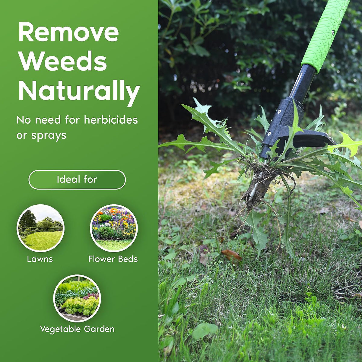 Stand Up Weeder Weed Puller Tool – Long Handle up to 45-Inch – Heavy Duty 3 Claw Weeder with Foot Pedal – No Bending or Kneeling – Great for Dandelions, Thistle, Grass