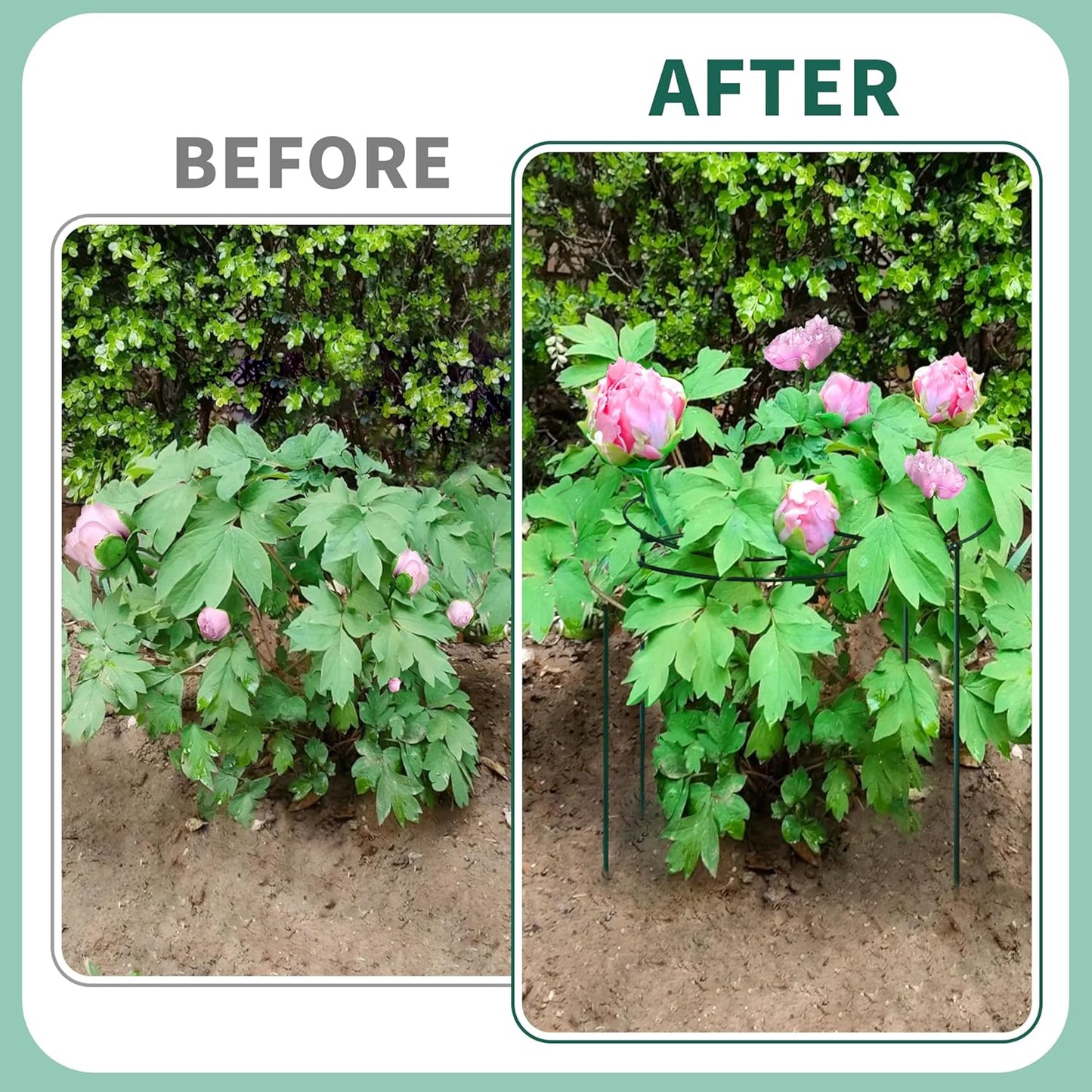 4 Sets Peony Support Cage,14"Diax32"High Heavy Duty Metal Plant Support,Grow Through Hoops Grids with 4 Thickened 5mm Legs,Strong Support Brace for Heavy Blossoms,Flower Support Ring for Peonies,Rose