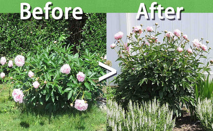 4 Sets Peony Support Cage,14"Diax32"High Heavy Duty Metal Plant Support,Grow Through Hoops Grids with 4 Thickened 5mm Legs,Strong Support Brace for Heavy Blossoms,Flower Support Ring for Peonies,Rose