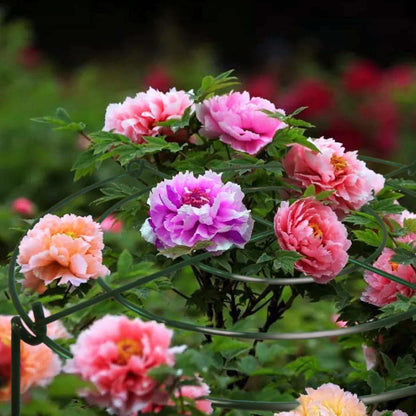 4 Sets Peony Support Cage,14"Diax32"High Heavy Duty Metal Plant Support,Grow Through Hoops Grids with 4 Thickened 5mm Legs,Strong Support Brace for Heavy Blossoms,Flower Support Ring for Peonies,Rose