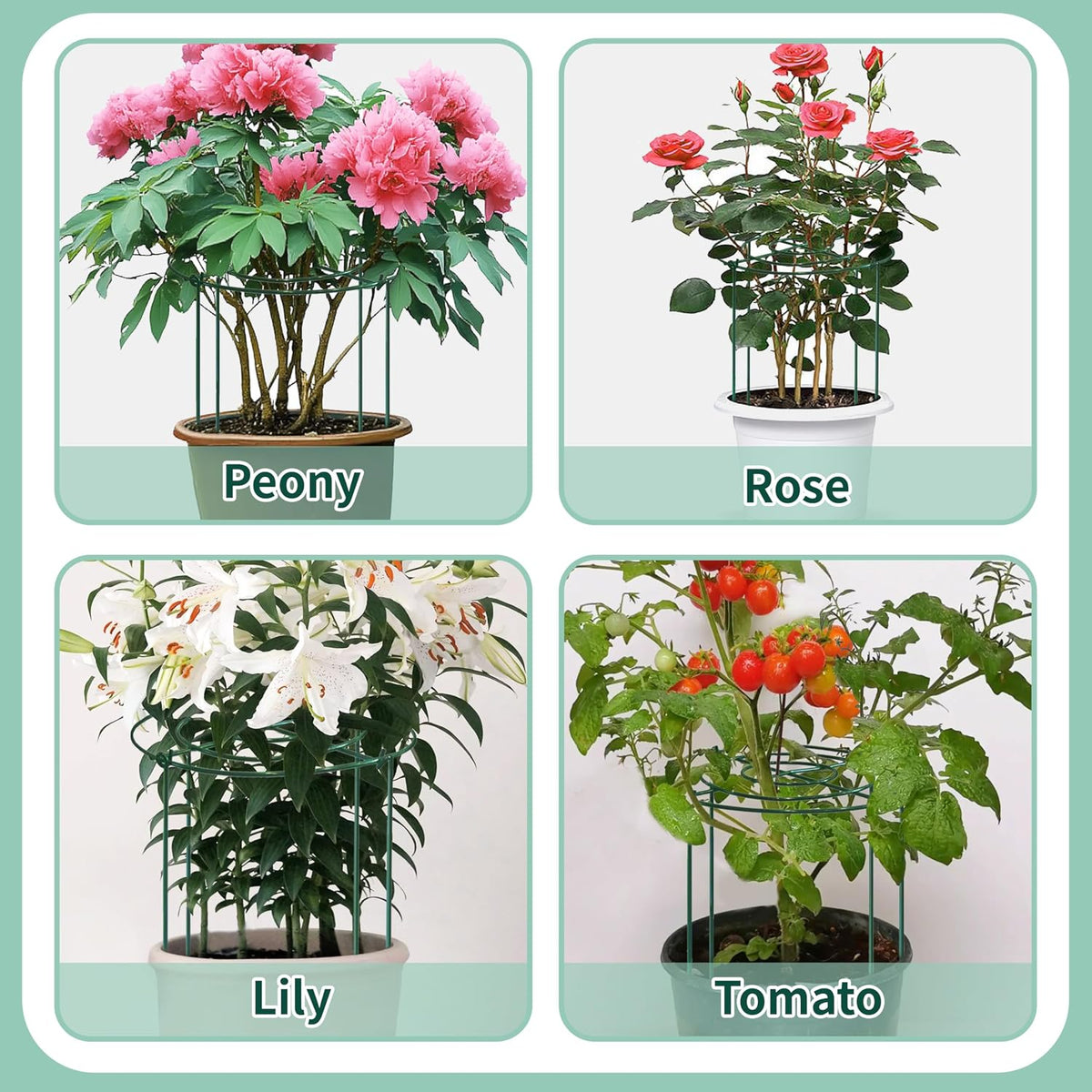 4 Sets Peony Support Cage,14"Diax32"High Heavy Duty Metal Plant Support,Grow Through Hoops Grids with 4 Thickened 5mm Legs,Strong Support Brace for Heavy Blossoms,Flower Support Ring for Peonies,Rose