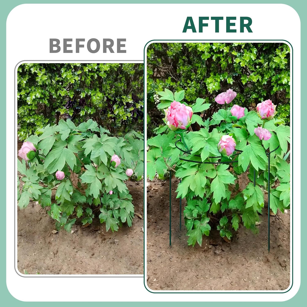 4 Sets Peony Support Cage,14"Diax32"High Heavy Duty Metal Plant Support,Grow Through Hoops Grids with 4 Thickened 5mm Legs,Strong Support Brace for Heavy Blossoms,Flower Support Ring for Peonies,Rose