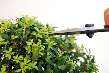 200 Plant Shears, A-Shaped, Long, 35.4 inches (90 cm), Black
