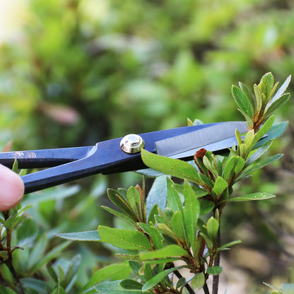 Satsuki Bonsai Scissors Made in Japan 7", Japanese Carbon Steel Blade, Precision Bonsai Shears for Fine Pruning and Trimming
