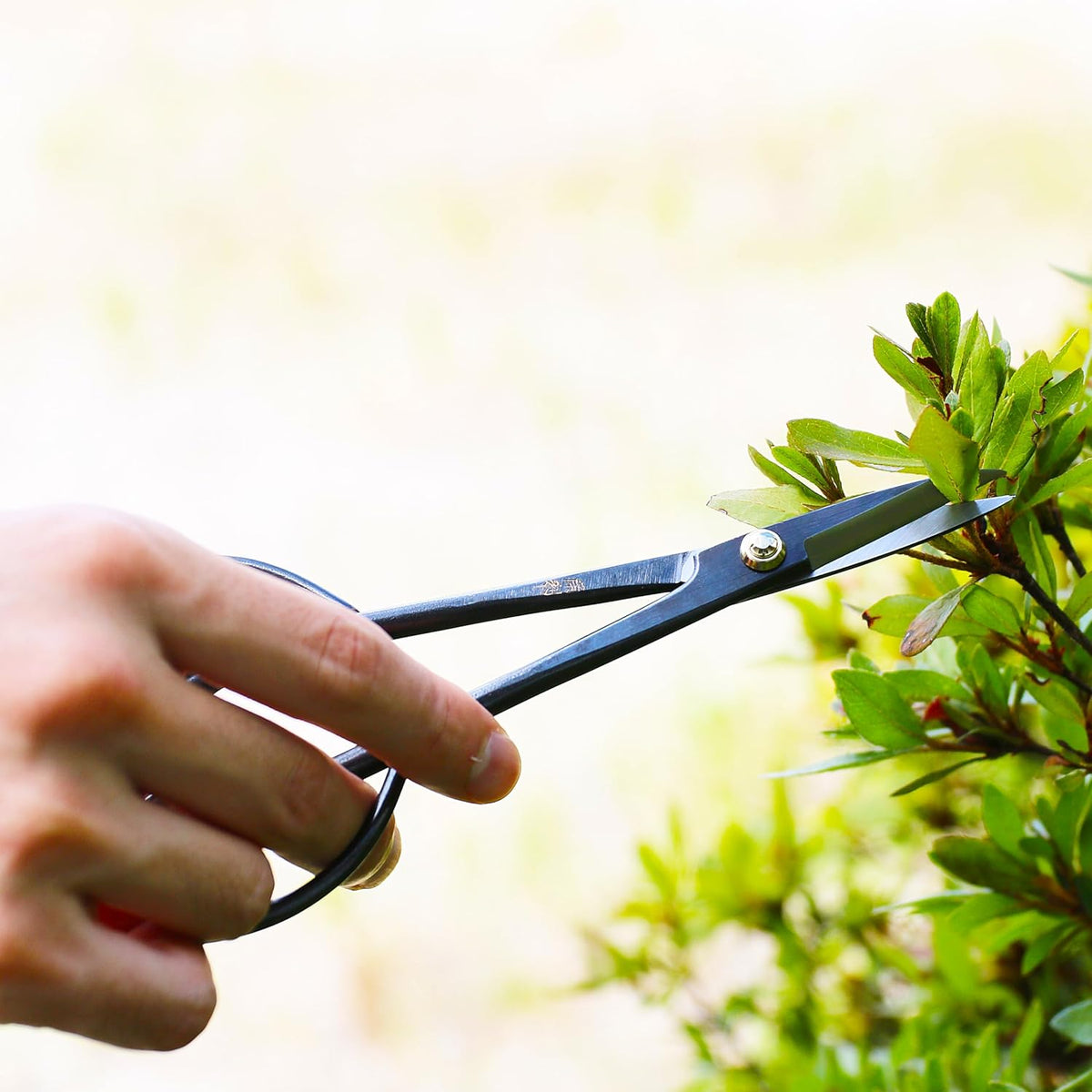 Satsuki Bonsai Scissors Made in Japan 7", Japanese Carbon Steel Blade, Precision Bonsai Shears for Fine Pruning and Trimming