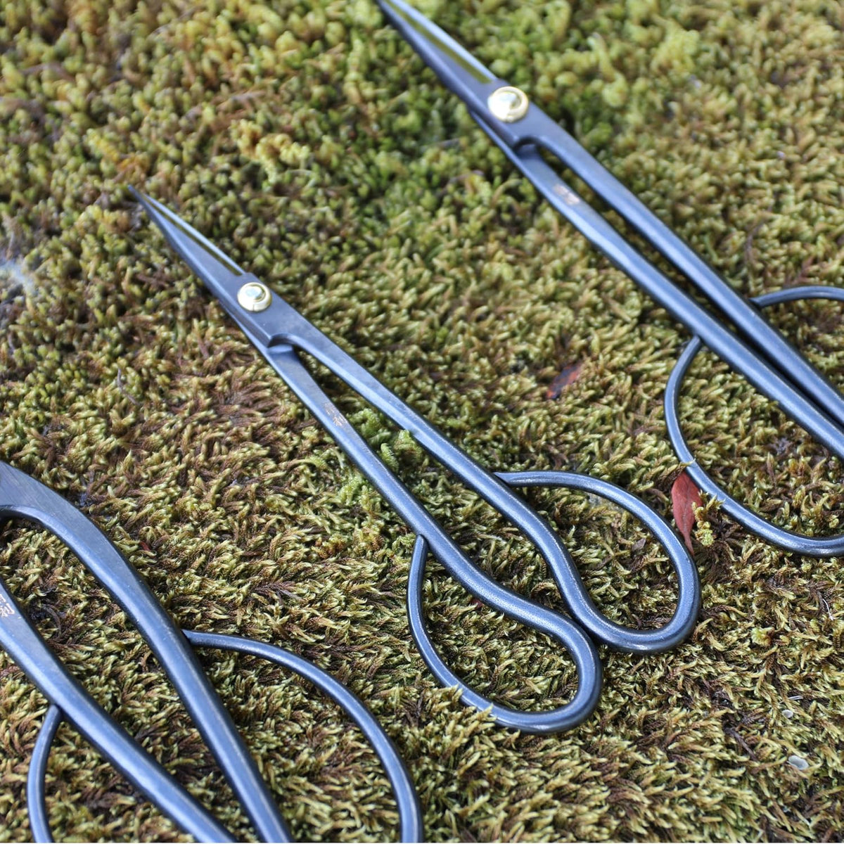 Satsuki Bonsai Scissors Made in Japan 7", Japanese Carbon Steel Blade, Precision Bonsai Shears for Fine Pruning and Trimming