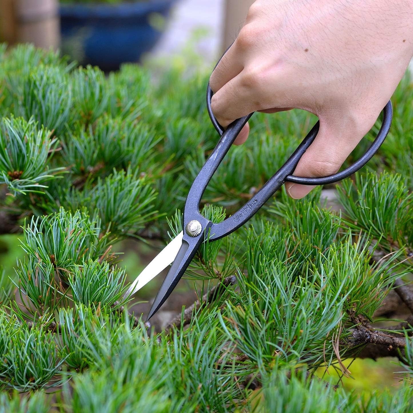 Satsuki Bonsai Scissors Made in Japan 7", Japanese Carbon Steel Blade, Precision Bonsai Shears for Fine Pruning and Trimming