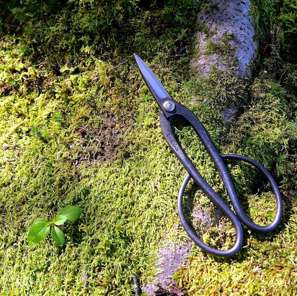 Satsuki Bonsai Scissors Made in Japan 7", Japanese Carbon Steel Blade, Precision Bonsai Shears for Fine Pruning and Trimming