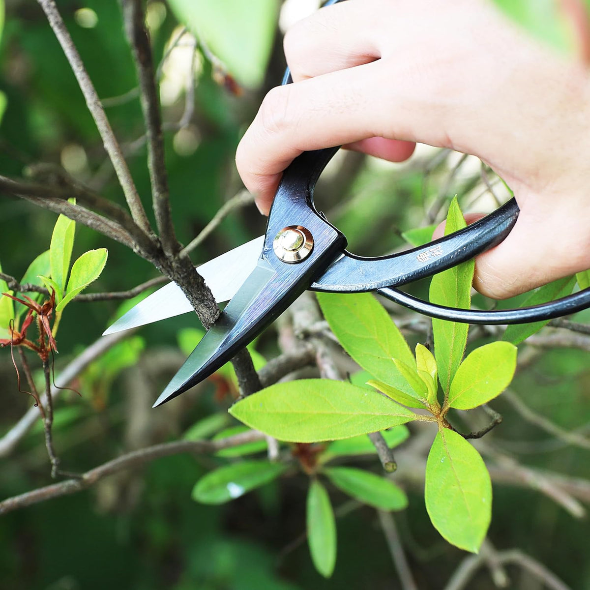 Satsuki Bonsai Scissors Made in Japan 7", Japanese Carbon Steel Blade, Precision Bonsai Shears for Fine Pruning and Trimming