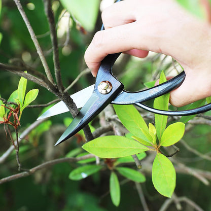 Satsuki Bonsai Scissors Made in Japan 7", Japanese Carbon Steel Blade, Precision Bonsai Shears for Fine Pruning and Trimming