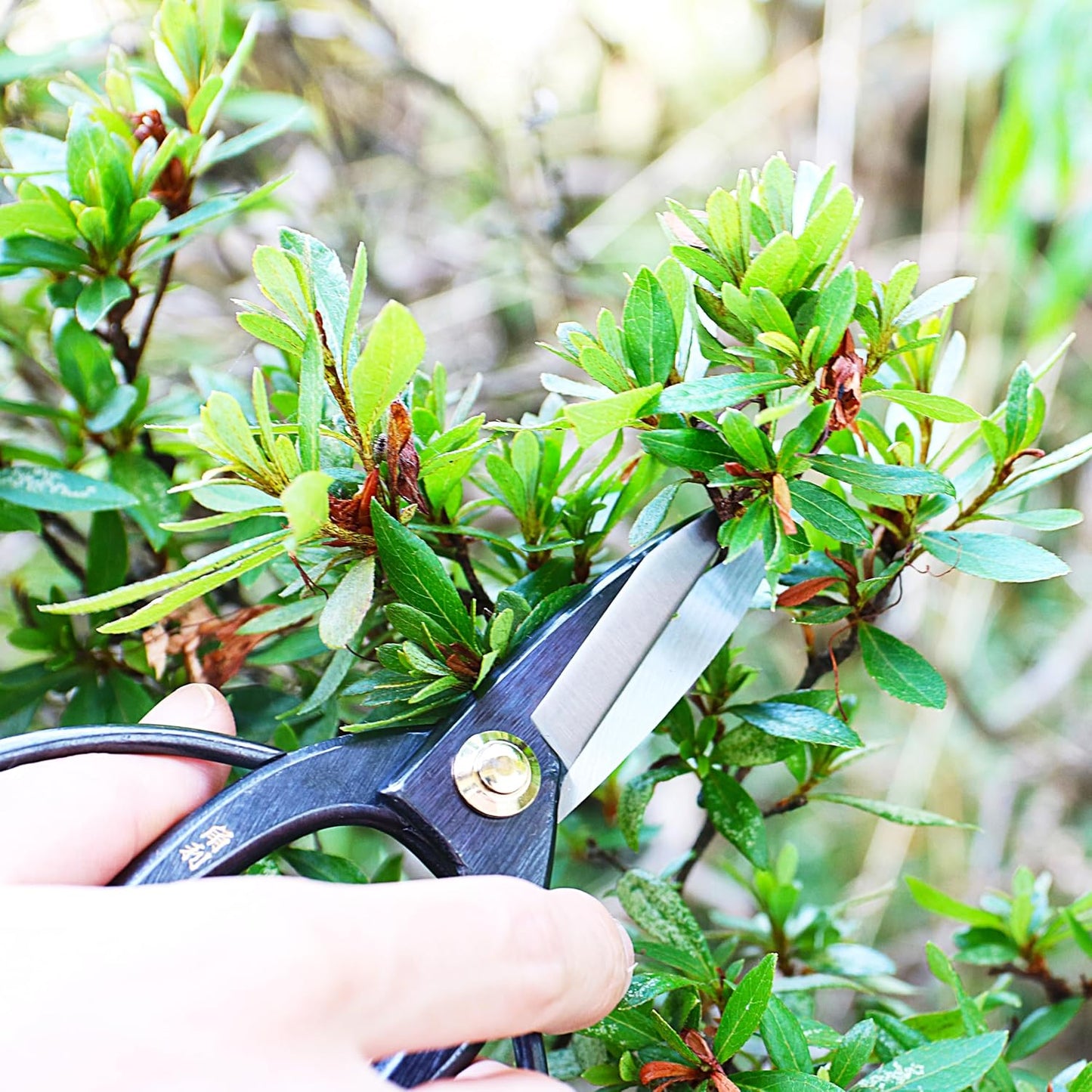 Satsuki Bonsai Scissors Made in Japan 7", Japanese Carbon Steel Blade, Precision Bonsai Shears for Fine Pruning and Trimming