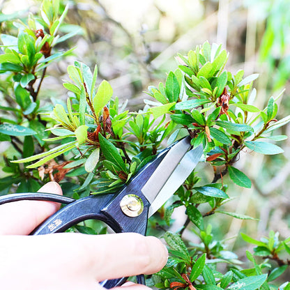 Satsuki Bonsai Scissors Made in Japan 7", Japanese Carbon Steel Blade, Precision Bonsai Shears for Fine Pruning and Trimming