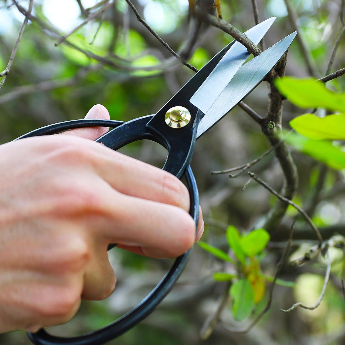 Satsuki Bonsai Scissors Made in Japan 7", Japanese Carbon Steel Blade, Precision Bonsai Shears for Fine Pruning and Trimming