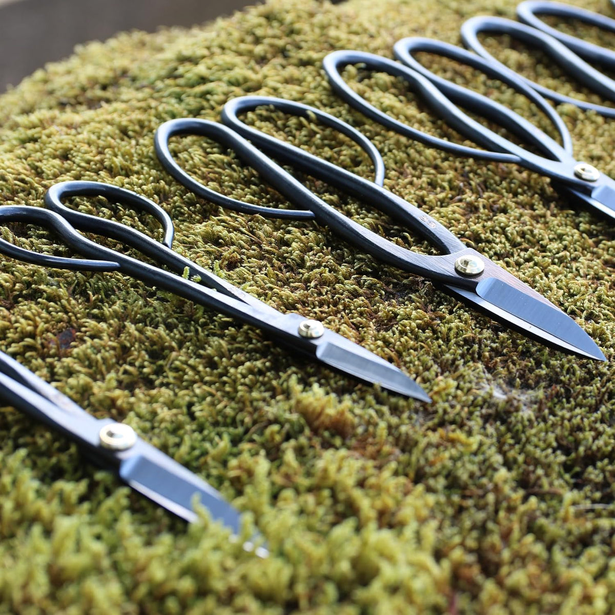 Satsuki Bonsai Scissors Made in Japan 7", Japanese Carbon Steel Blade, Precision Bonsai Shears for Fine Pruning and Trimming