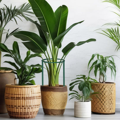 24 Pcs Snake Plant Support Stakes 10" W x 16" H Half Round Peony Cages and Supports Plant Ring Metal Garden Ring Border for Indoor Outdoor Tomato Hydrangea Peony Flower Monstera