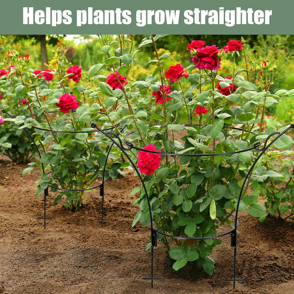 2Pack Large Peony Cages and Supports,23.2x13.4in Grow-Through Support Rings