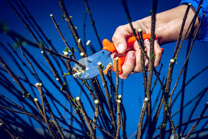 5 Professional Anvil Pruning Shears 5.107 with Stainless and Non-Stick Coated Steel Blade - Handy and Lightweight Pruning Shears Ideal for Cutting Apple Trees, Pear Trees & Orchard Work