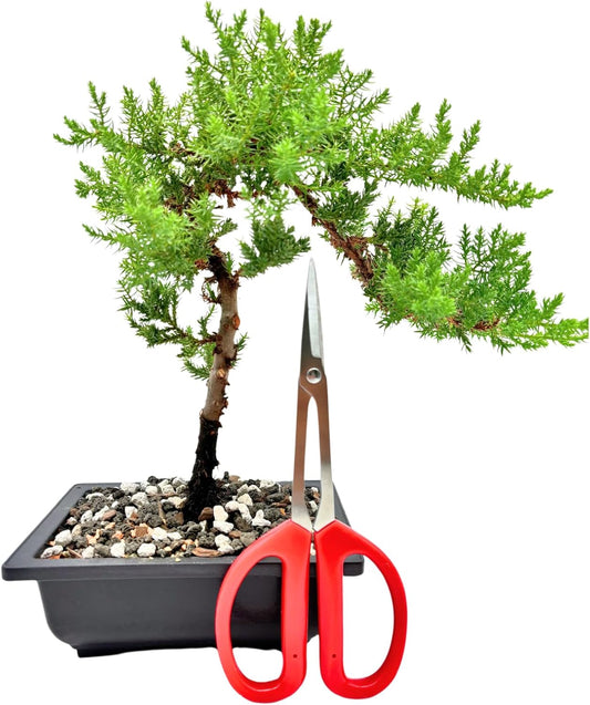 Bonsai Scissors - Stainless Steel