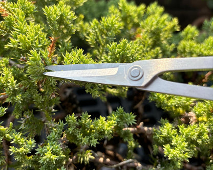 Bonsai Scissors - Stainless Steel