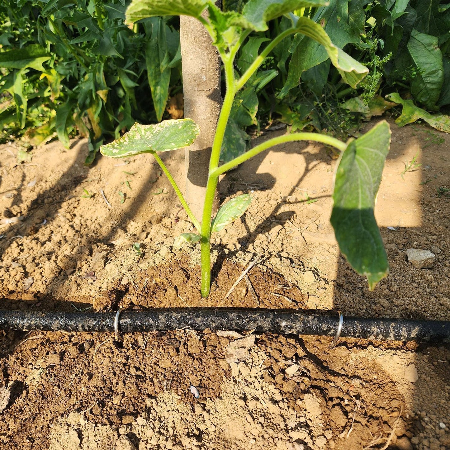 Short Soaker Hose 10 FT x1/2" Garden Soaker Hose, Water Seeper Hoses for Foundation Watering, Garden Beds, Garden, Lawn and Plants