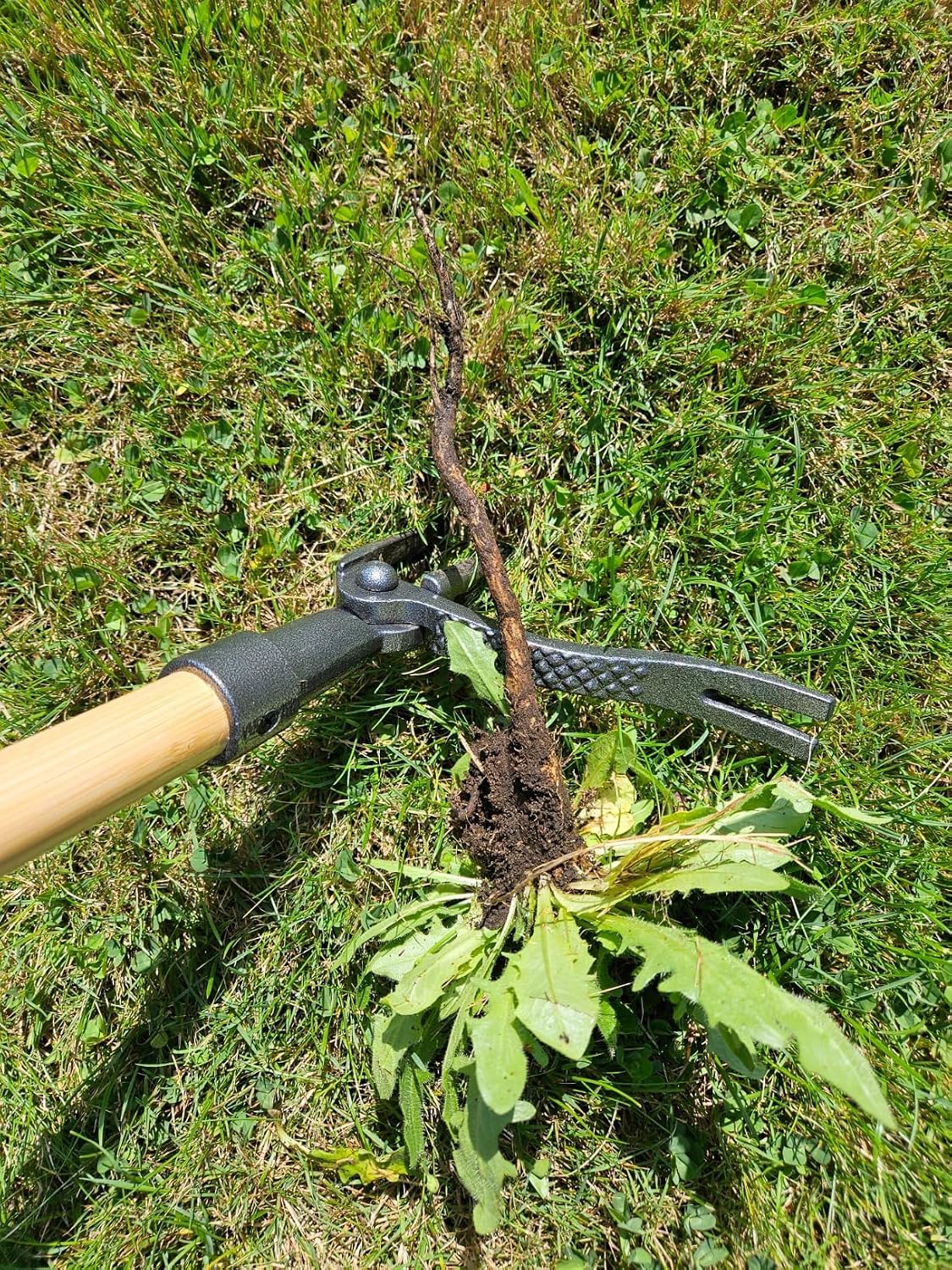 PullPro Long Handle Weed Puller Tool - 48" Classic Heavy Duty Hardwood Handle with 4 Claws Steel Head - Improved Stand Up Weed Remover Tool - Easy Stand Up Tool for Seniors