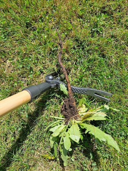 PullPro Long Handle Weed Puller Tool - 48" Classic Heavy Duty Hardwood Handle with 4 Claws Steel Head - Improved Stand Up Weed Remover Tool - Easy Stand Up Tool for Seniors