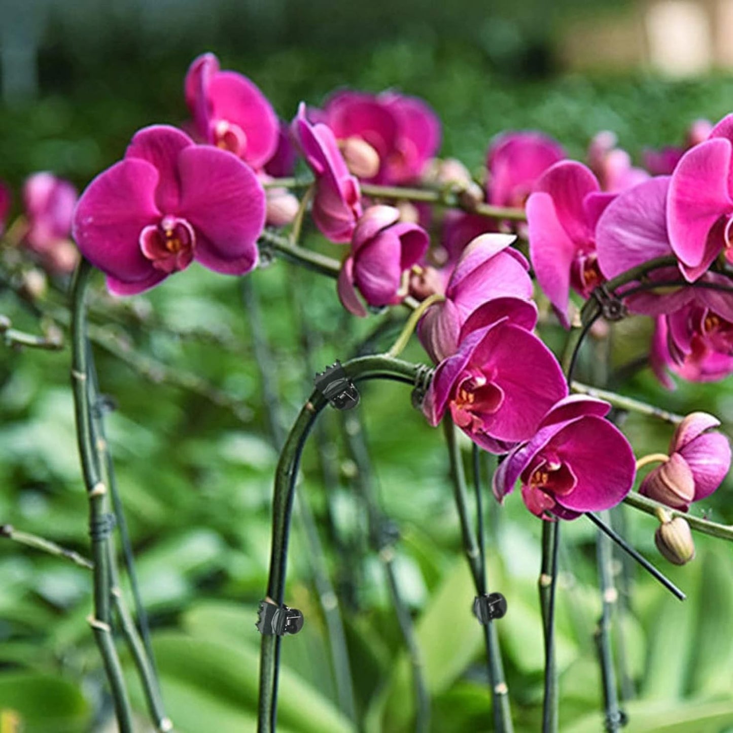 100 Pcs Plant Clips Orchid Clips Plants Orchid Support Clips Flower Vine Clips for Supporting Stems Vines Stalks Climbing Plant Grow Upright
