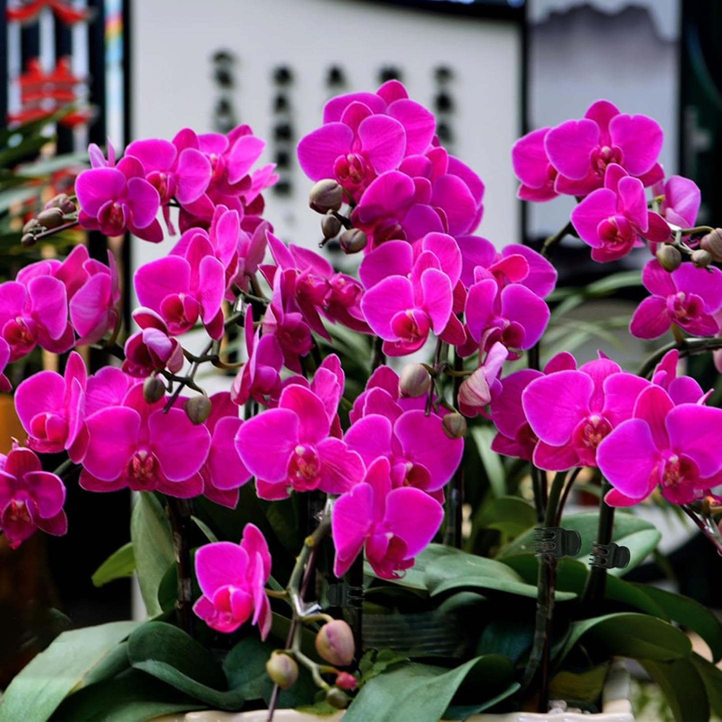 100 Pcs Plant Clips Orchid Clips Plants Orchid Support Clips Flower Vine Clips for Supporting Stems Vines Stalks Climbing Plant Grow Upright