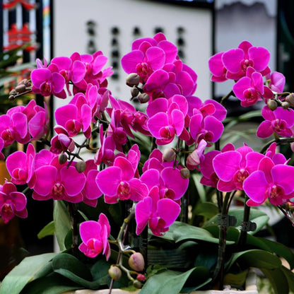 100 Pcs Plant Clips Orchid Clips Plants Orchid Support Clips Flower Vine Clips for Supporting Stems Vines Stalks Climbing Plant Grow Upright