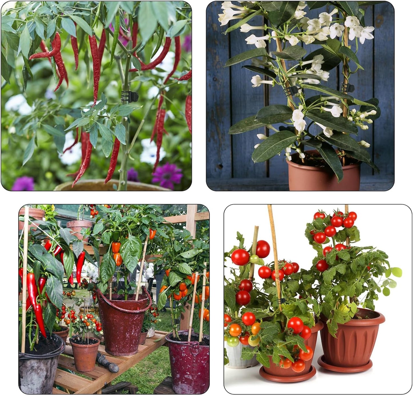 100 Pcs Plant Clips Orchid Clips Plants Orchid Support Clips Flower Vine Clips for Supporting Stems Vines Stalks Climbing Plant Grow Upright