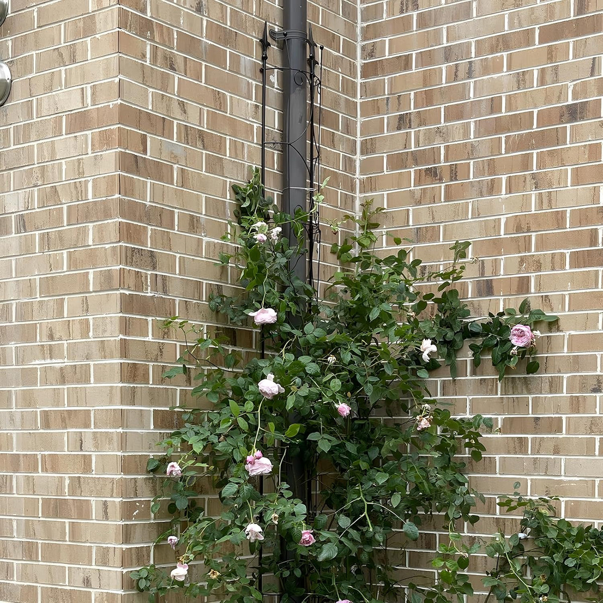 Thealyn Garden Trellis 2 Pack 72'' H x 12'' W Metal Plant Trellis