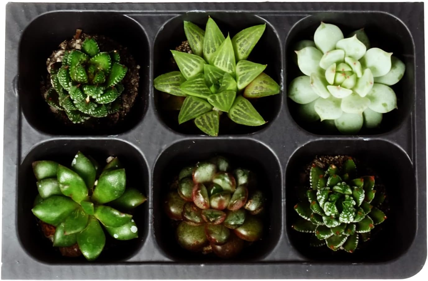 Seed Starter Trays, 144 Cells (24 Trays - 6 Cells Per Tray) + Plant Stakes